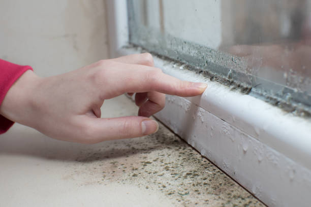 Best Mold-Related Health Consultation  in Bridgetown, MS
